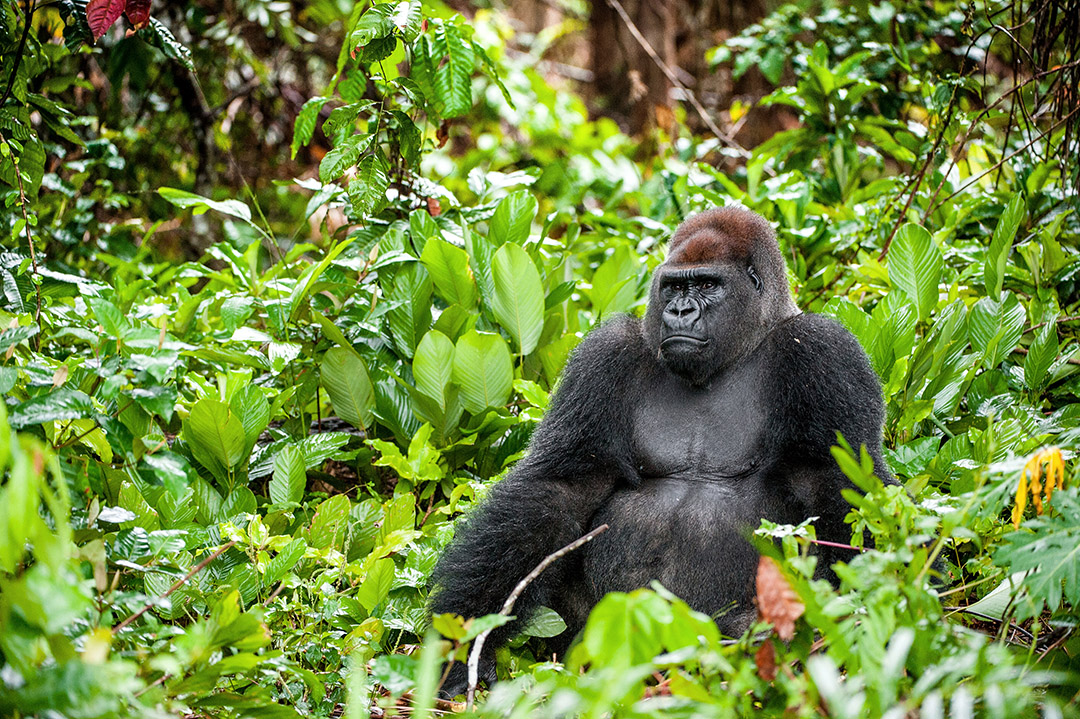 Fun facts: All about gorillas