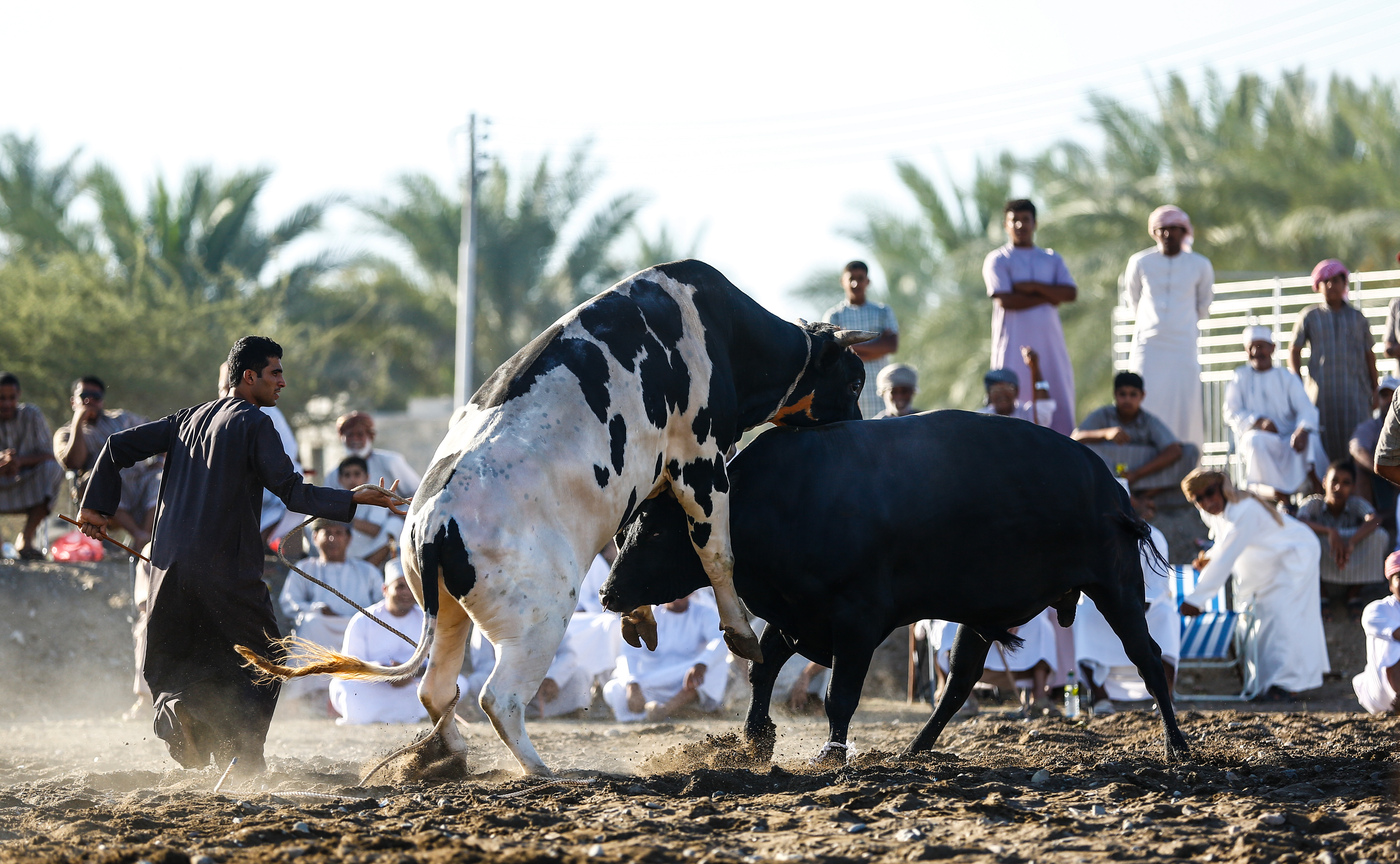 Culture: When the bulls lock horns in Oman