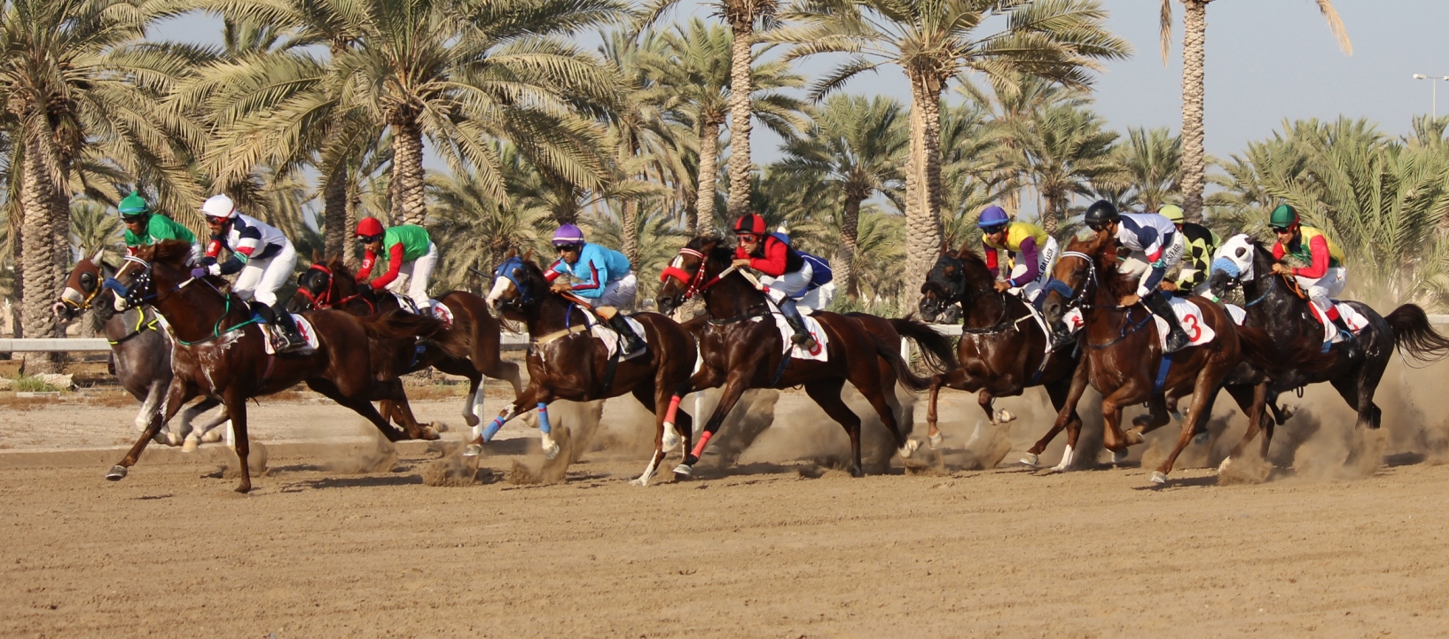 غدًا .. مضمار الرحبة يشهد سباق الخيل السابع