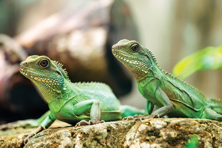 Fun Facts All About Lizards Times Of Oman