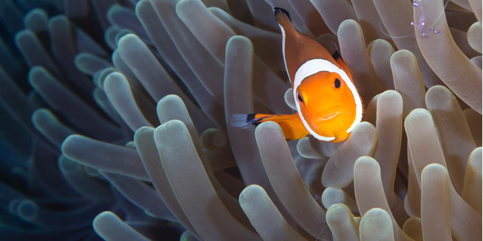 #OmanPride: Omani photographer captures a winner underwater