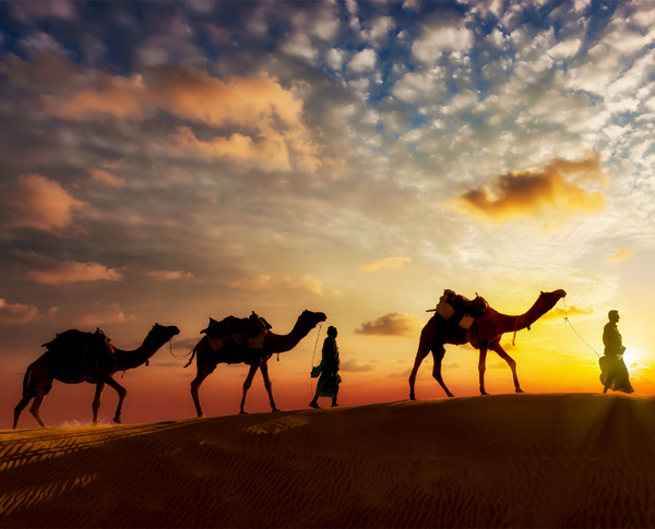 Oman culture: A day in a camel farm