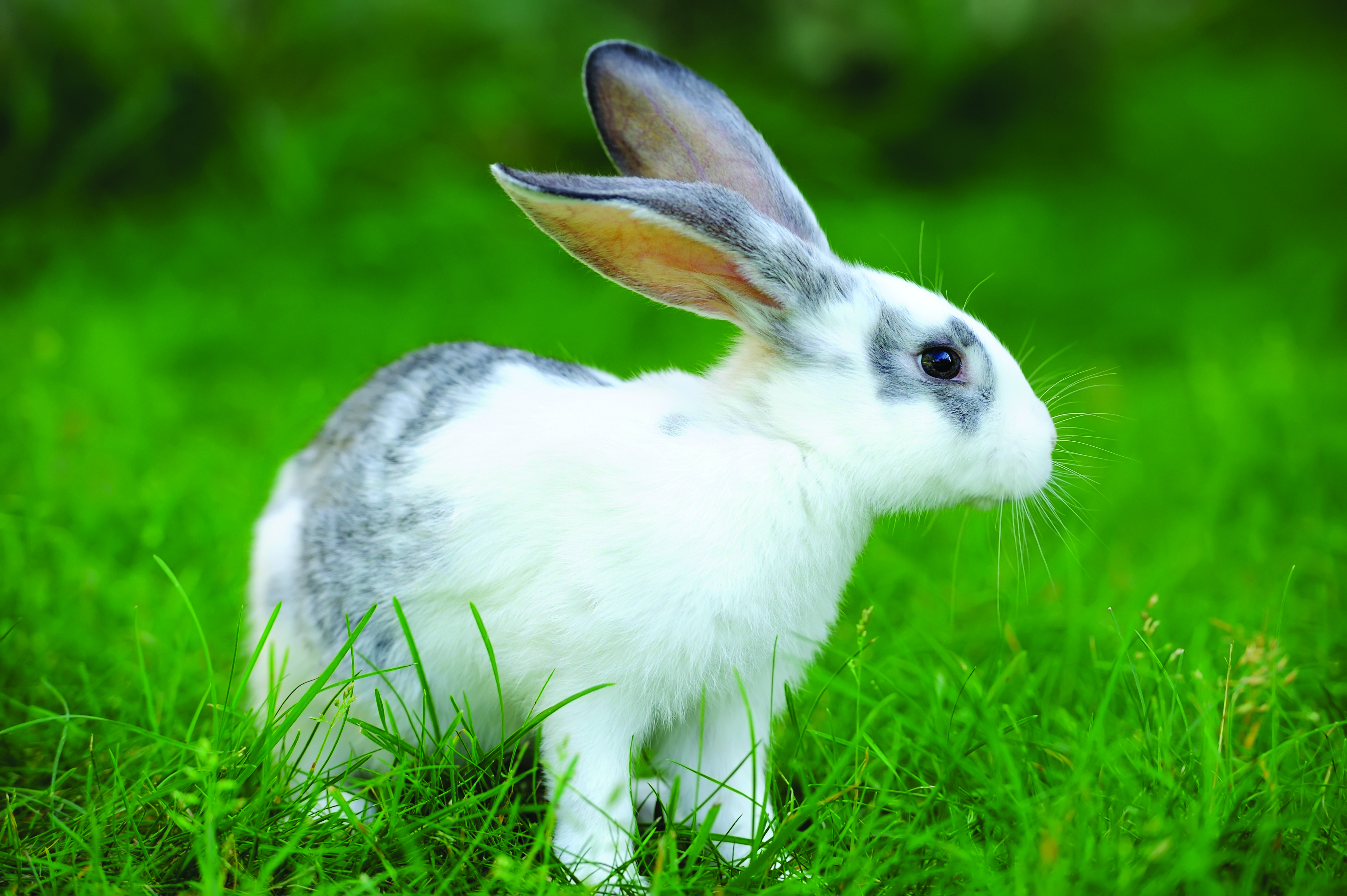 Fun facts: All about rabbits and hares