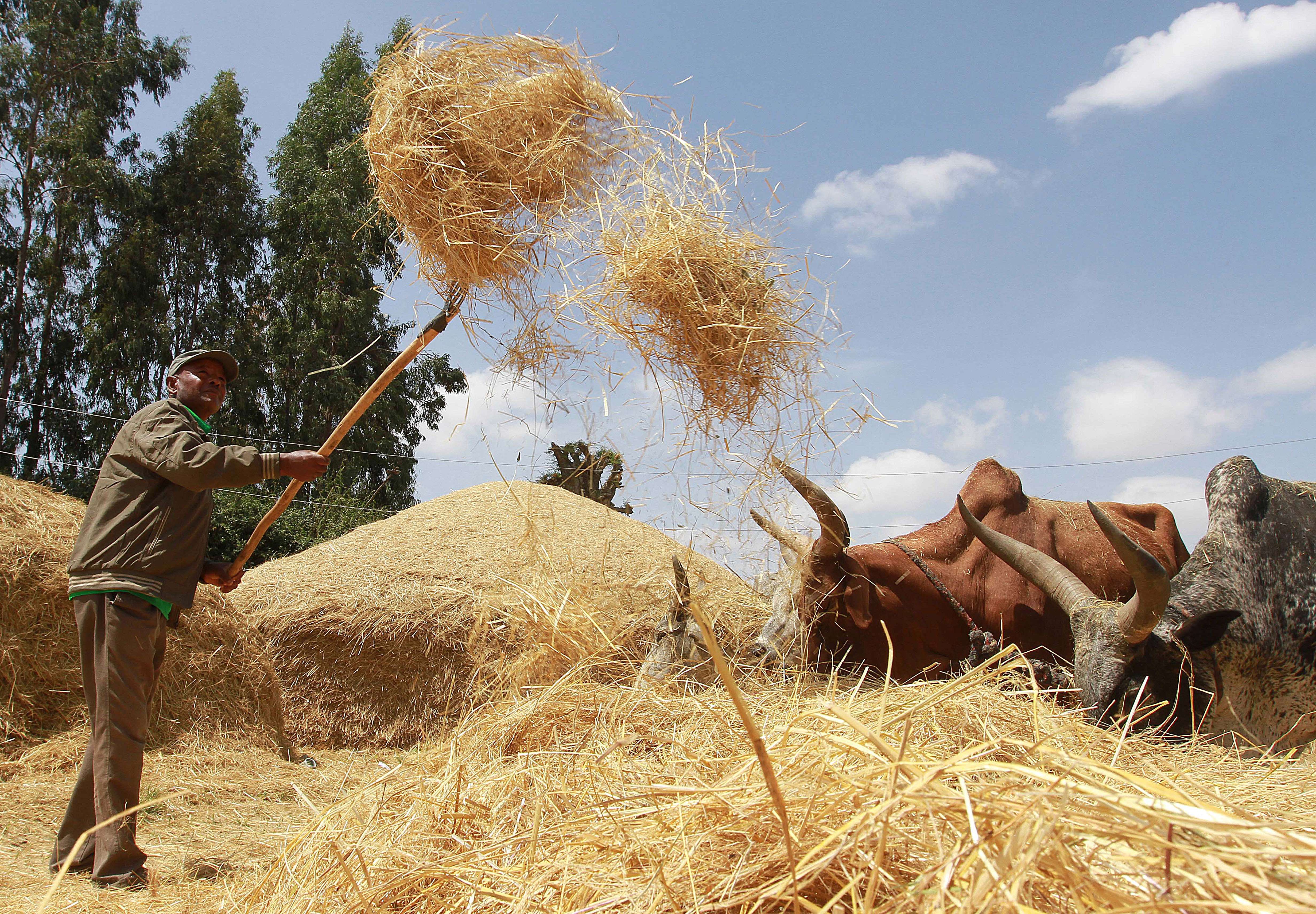 How to help the African dust bowl