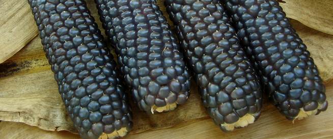 دراسة: تناول الذرة الزرقاء يحد من تراكم الدهون في البطن