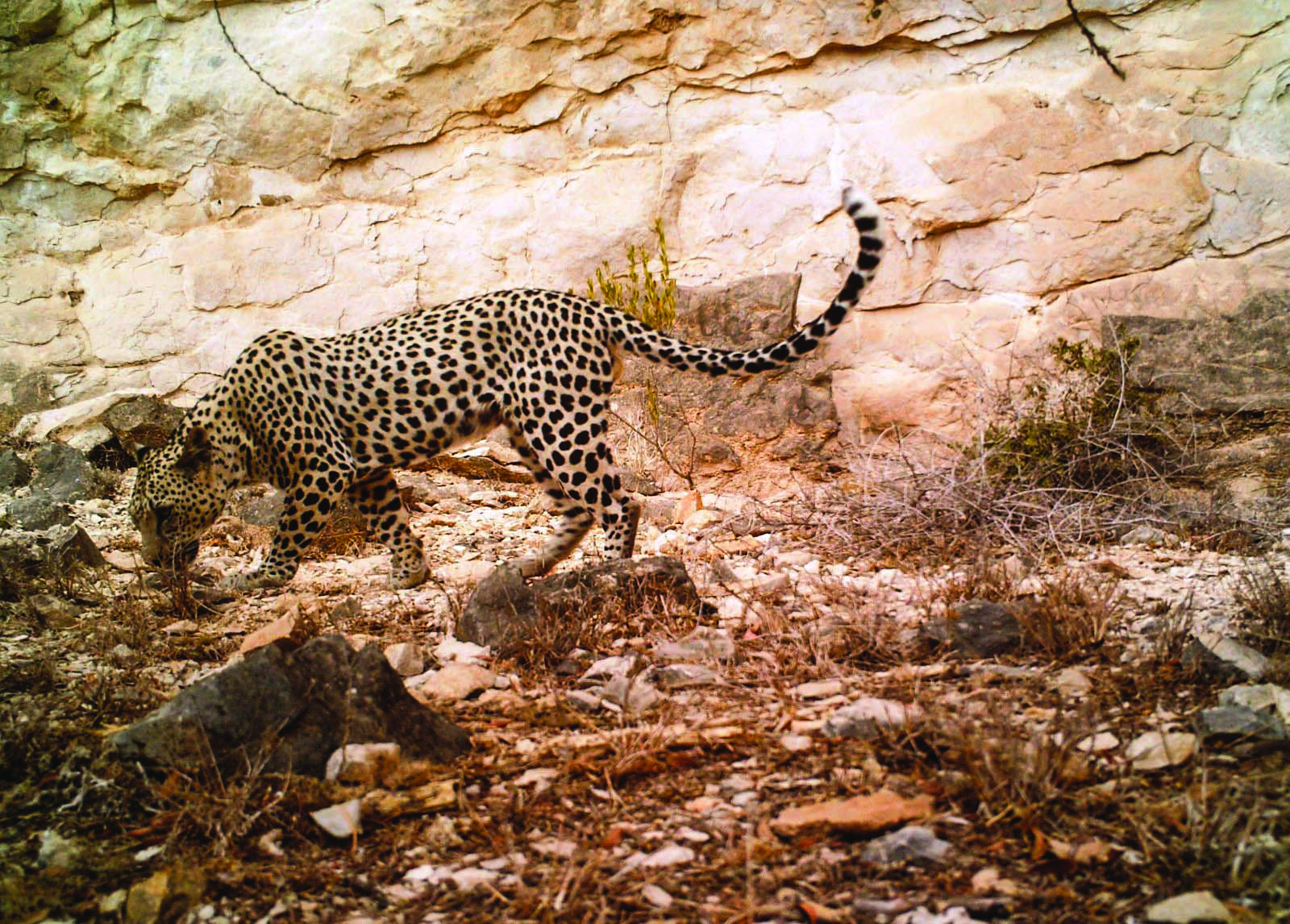 Omani wildlife expert on mission to save Arabian leopard