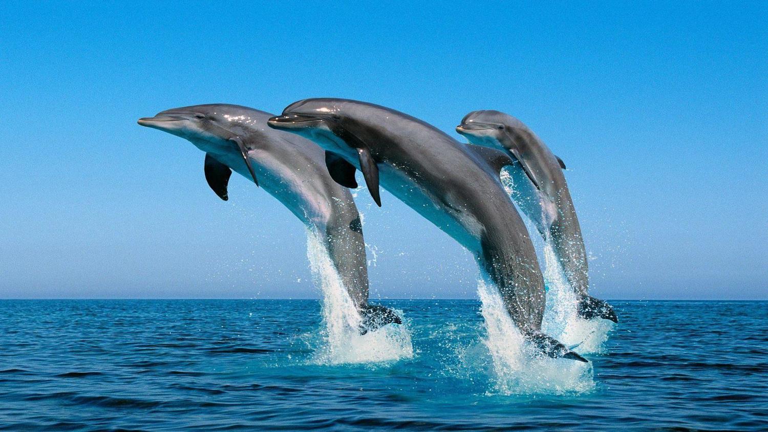 Go on a dolphin watching trip in Oman
