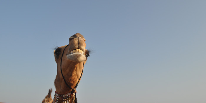 In pictures: The most beautiful camels in Oman