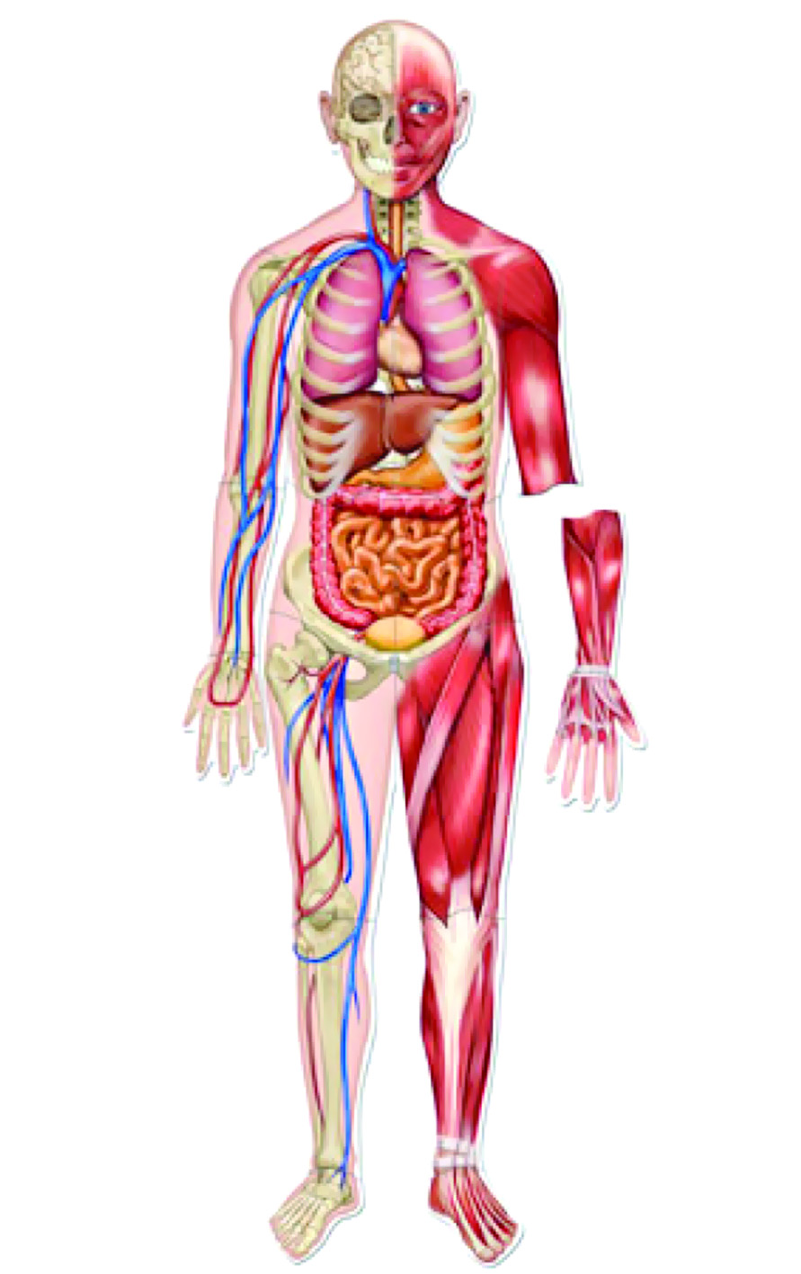 اكتشاف عضو جديد في   جسم الإنسان
