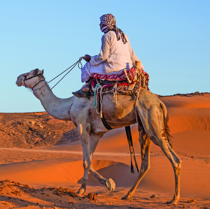 Oman culture: Camels and man, a unique bond