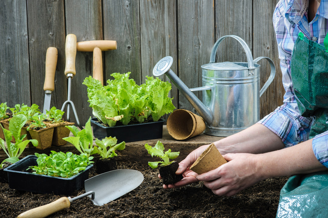 Fun Facts: All about gardening