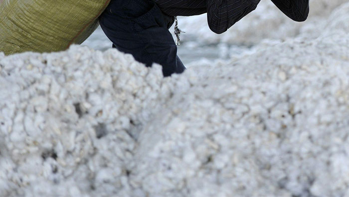 Crackdown on fake cotton helps revive Egypt crop
