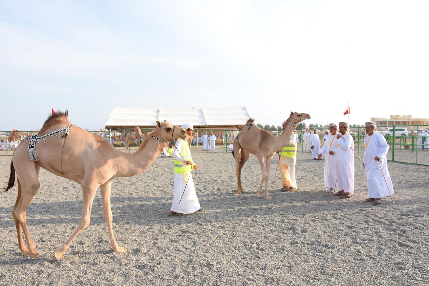 الخميس..انطلاق مهرجان صحار لمزاينة المفاريد