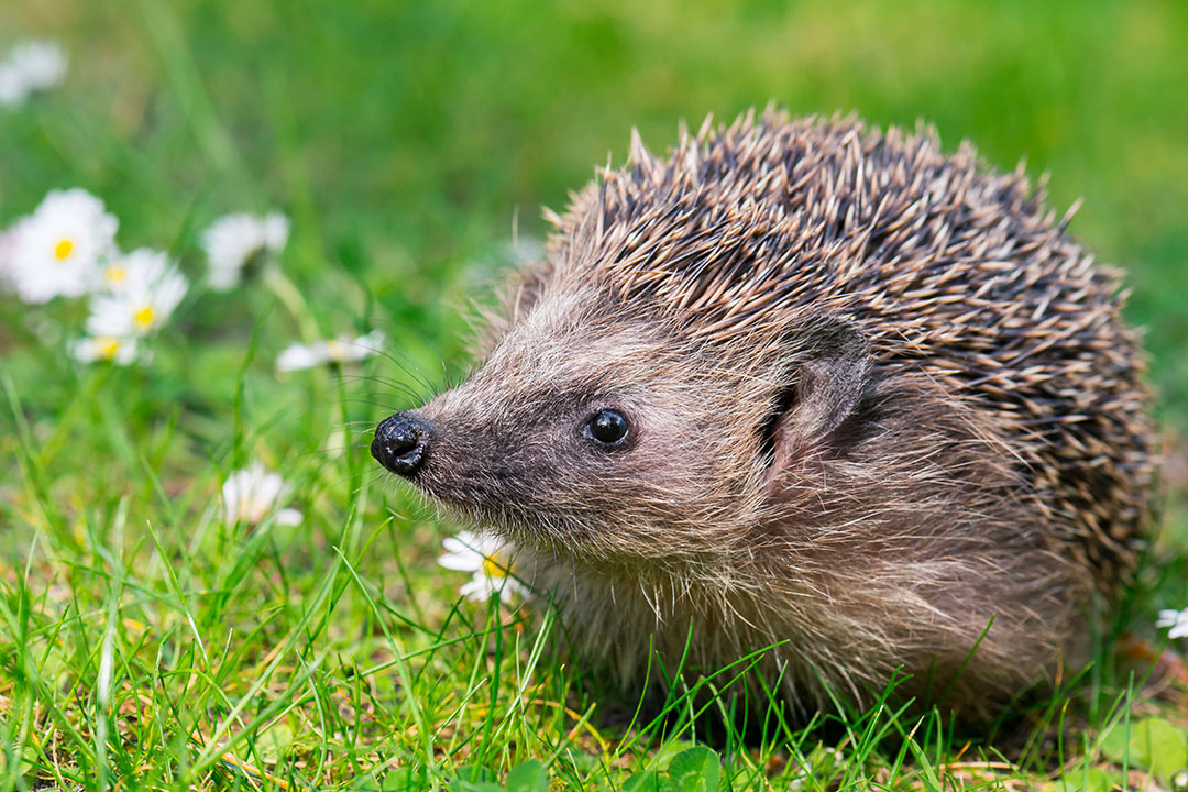Fun facts: All about hedgehogs