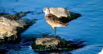 لهواة الطبيعة والحياة الفطرية.. "بحيرات الأنصب" تنتظر زيارتكم