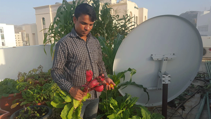 Growing plants without soil in Oman