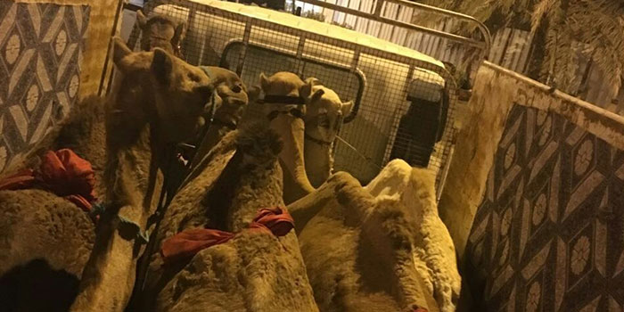 Camels, marijuana smuggling attempts foiled in Oman