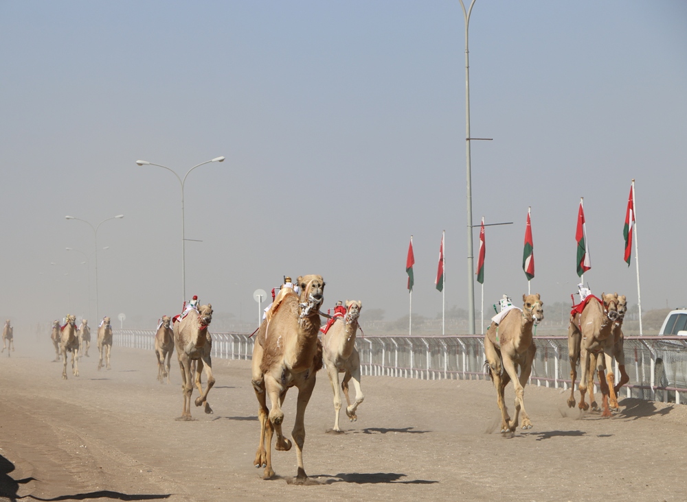 Second annual festival for Arabian camel races concludes in Oman