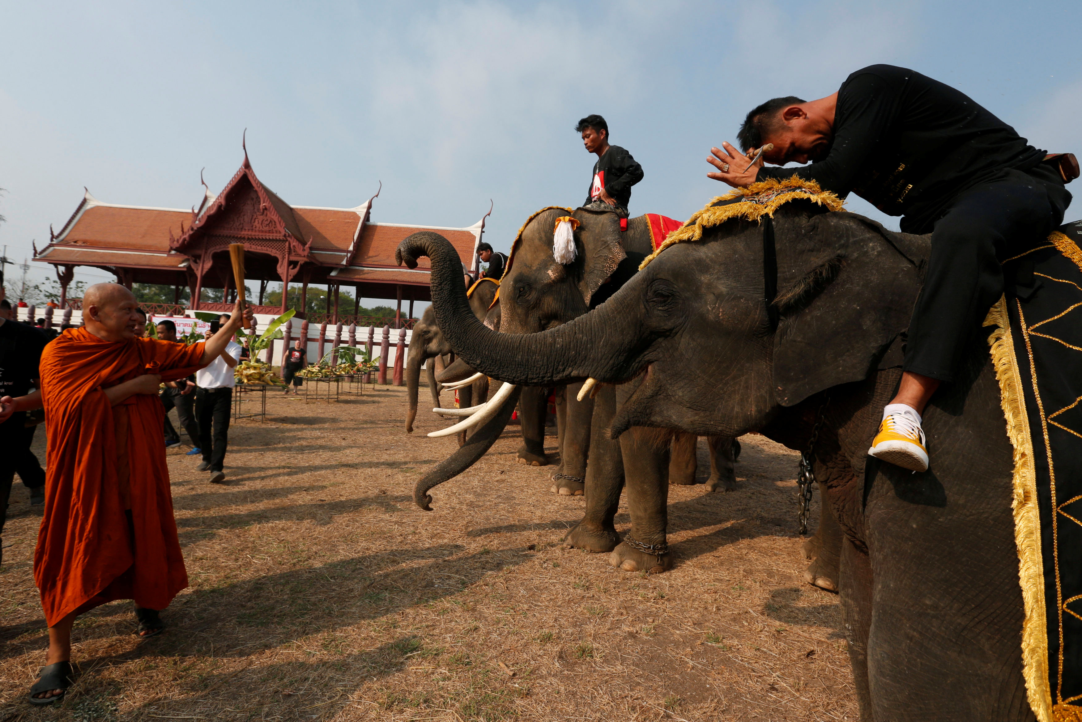 Buffet for elephants as Thailand celebrates national animal