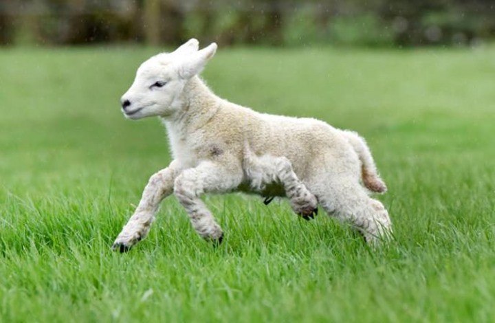 ولادة خروف بخمس قوائم في بريطانيا