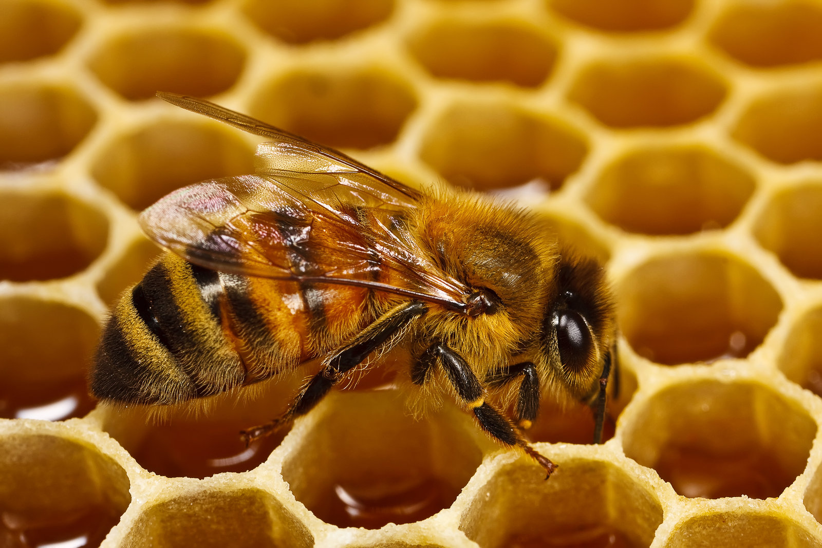 هذا ما تقوله دراسة فرنسية عن صمغ النحل