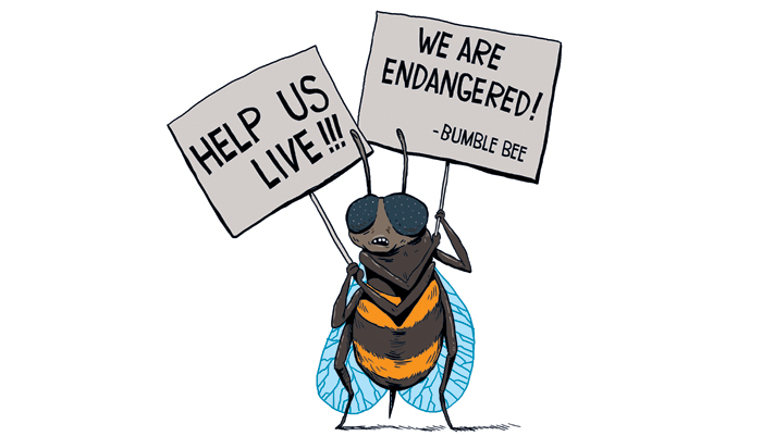 Bumble bee endangered