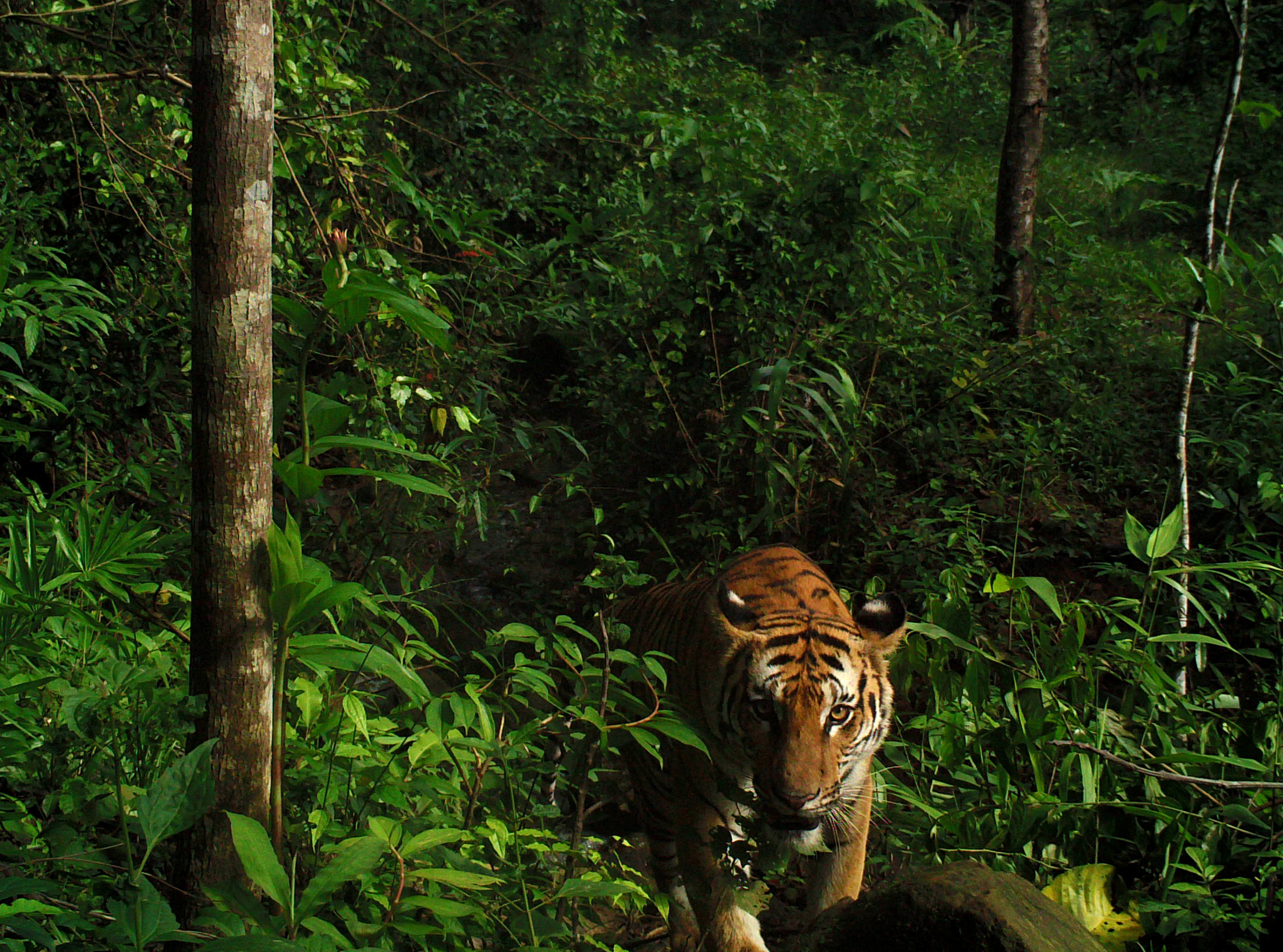 Thai jungle cameras reveal new breeding population of endangered tigers