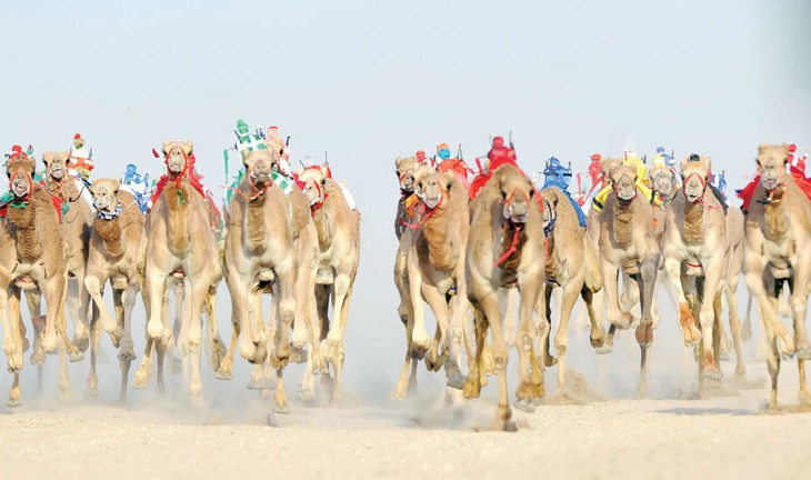 انطلاق منافسات المهرجان السنوي الثاني للهجن بأدم