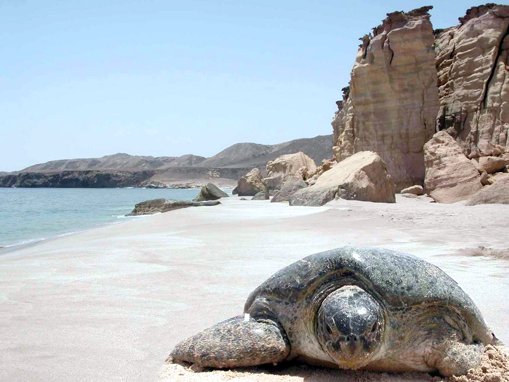 Oman travel: Ras Al Hadd, where serenity beckons
