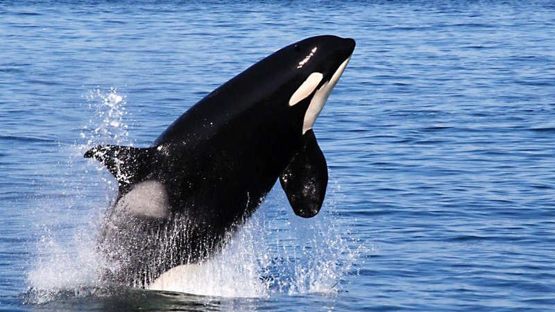 الإمارات.. رصد "الحوت القاتل" في بحر أم القيوين