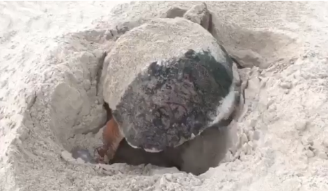 Turtle missing a flipper spotted on Oman beach
