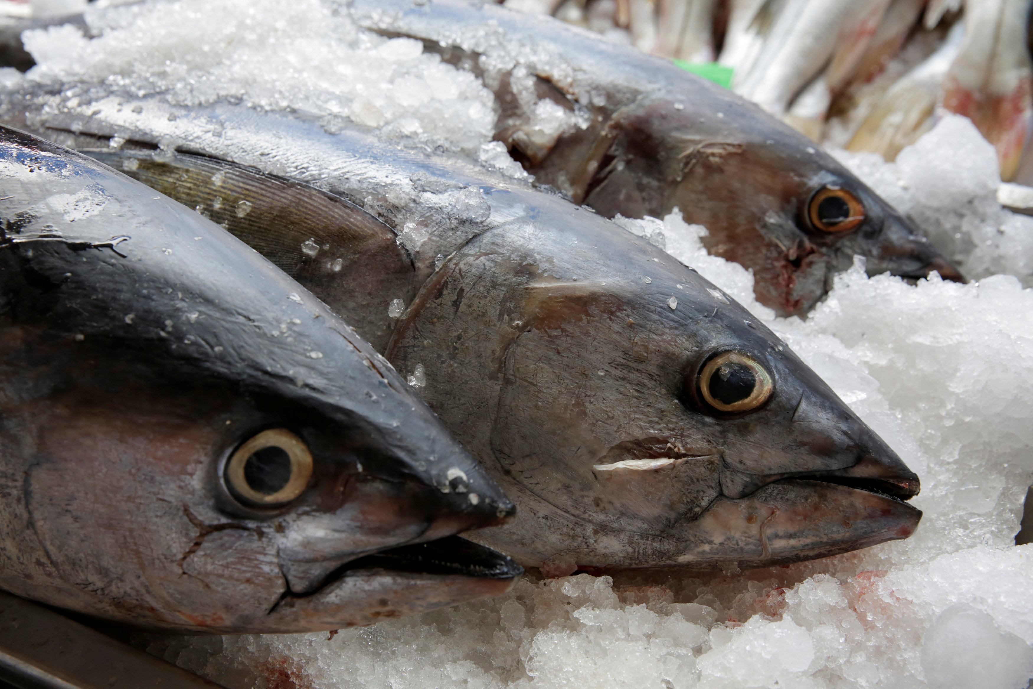WTO lets Mexico slap trade sanctions on US in tuna dispute