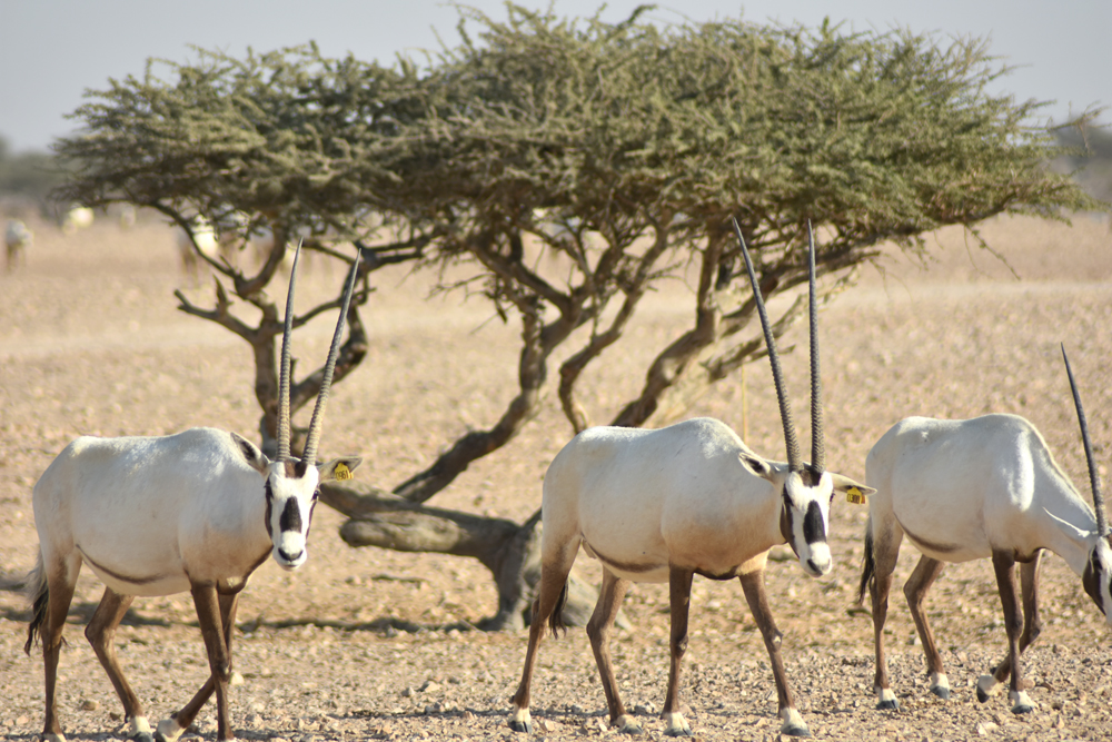 Saved from extinction, Arabian Oryx population in Oman growing