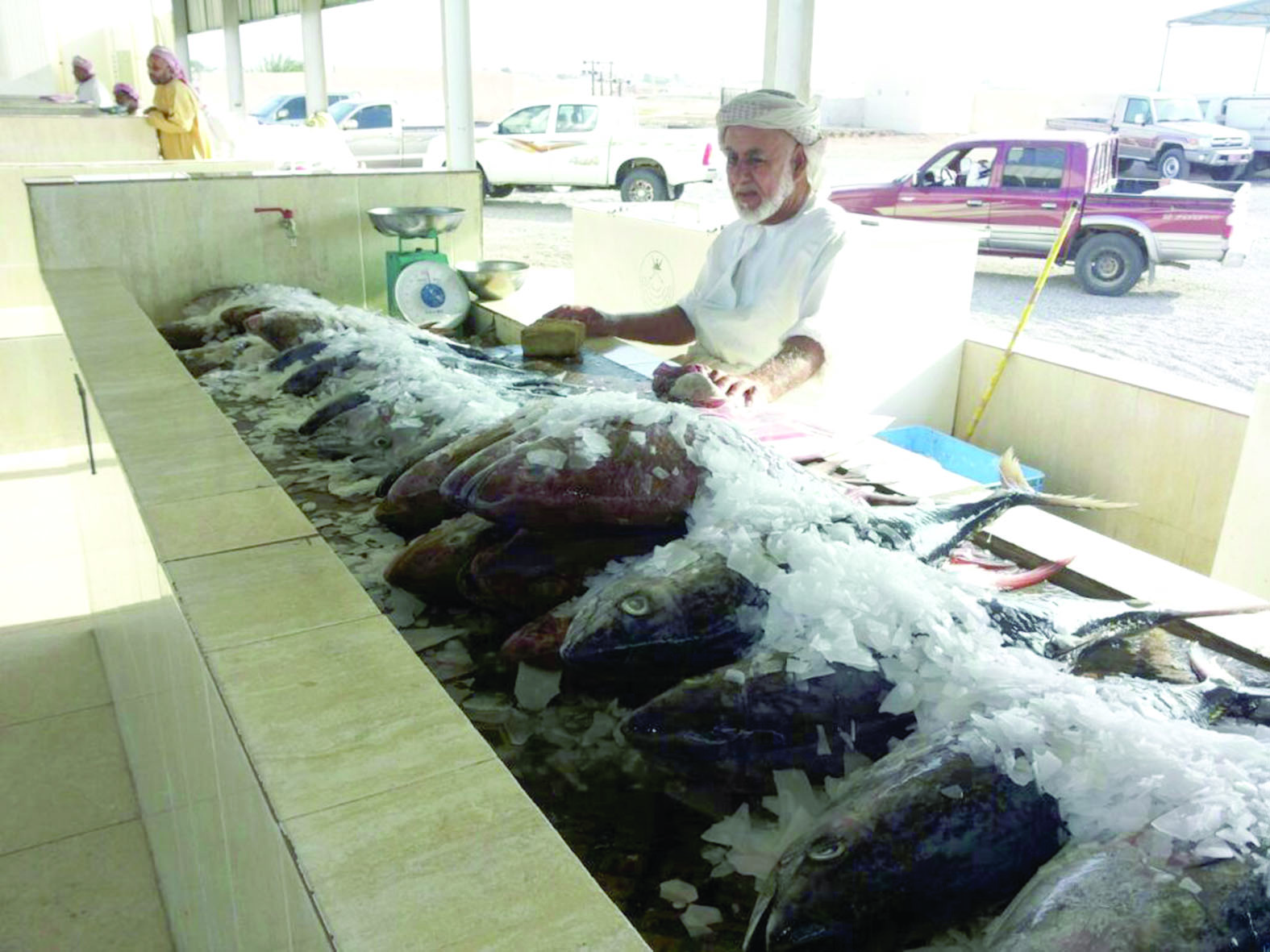 انخفاض في الأسعار ووفرة في المعروض في أسواق الأسماك