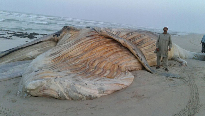 Humpback whale found dead on Oman shores