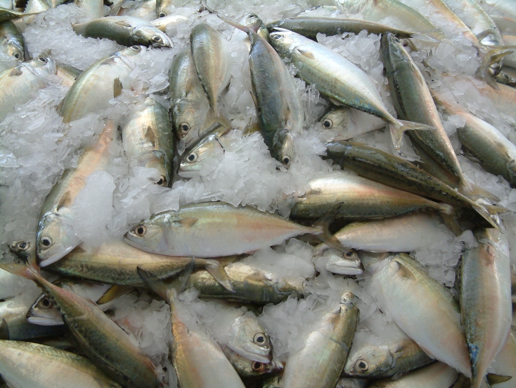 انخفاض كبير في أسعار الأسماك في عدد من أسواق السلطنة