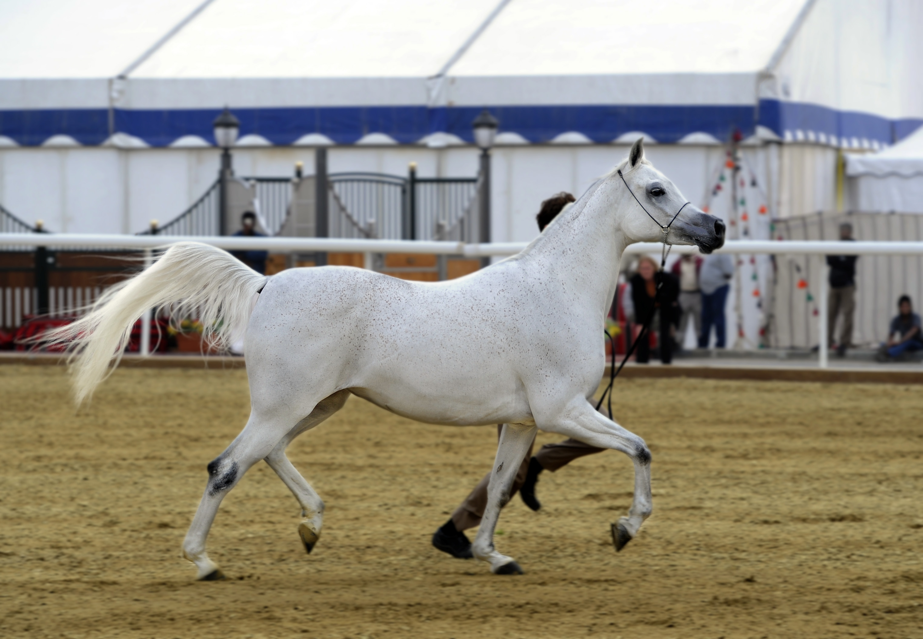 8 ميداليات ملونة للخيّالة السلطانية في بطولة الشرق العربي لجمال الخيل بفرنسا