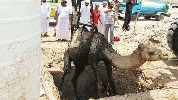 Camel rescued in Ibri