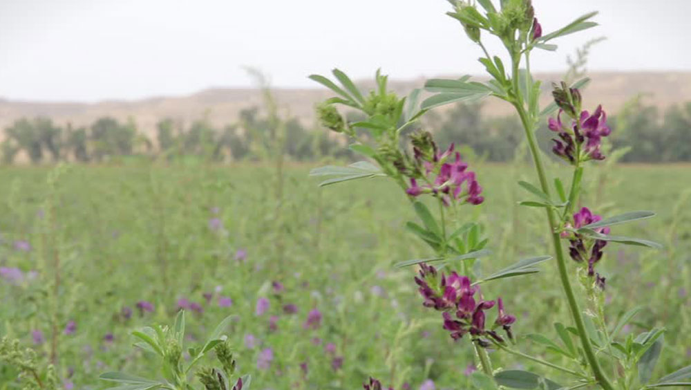 Clover seed trade banned to protect alfalfa crops: Ministry