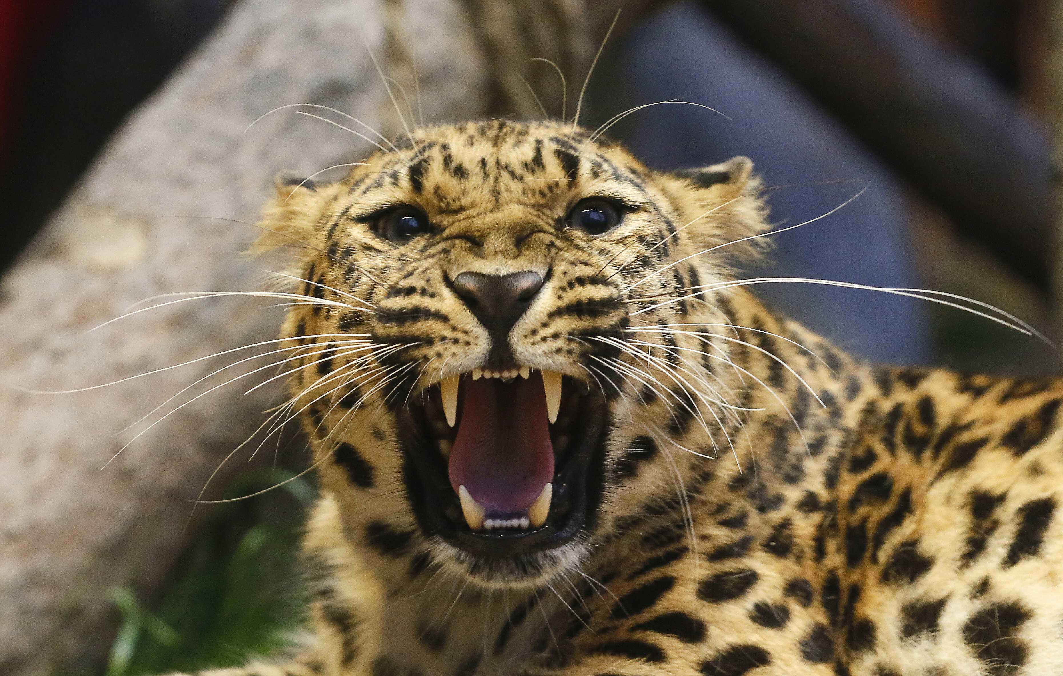 In pictures: Royev Ruchey zoo big cats