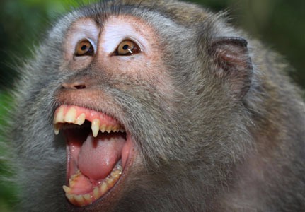 Rabid monkey 'dealt with' after attacks on people, animals in Oman