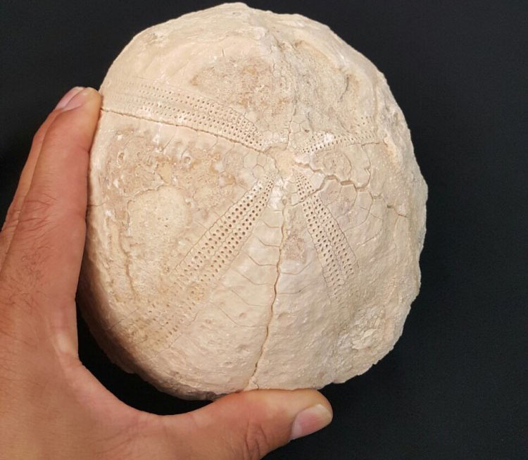 اكتشاف أثري بالخابورة يعود لأكثر من 400 مليون سنة