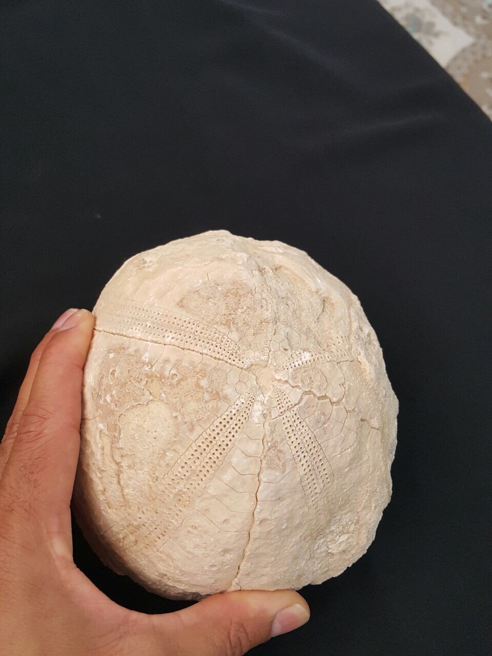 Sea urchin fossil found in Oman