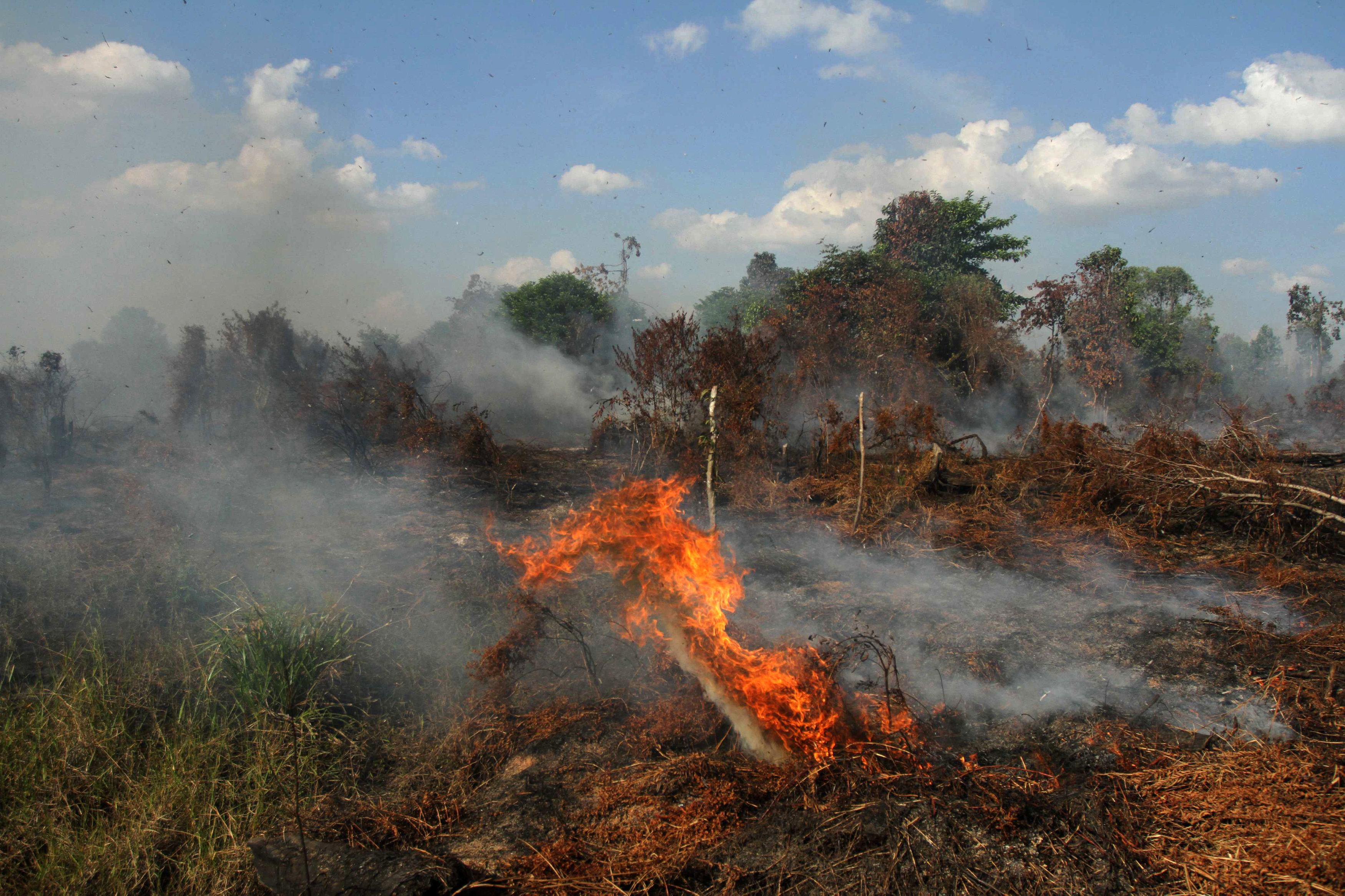 Forest fire threat to escalate, says Indonesia's disaster agency