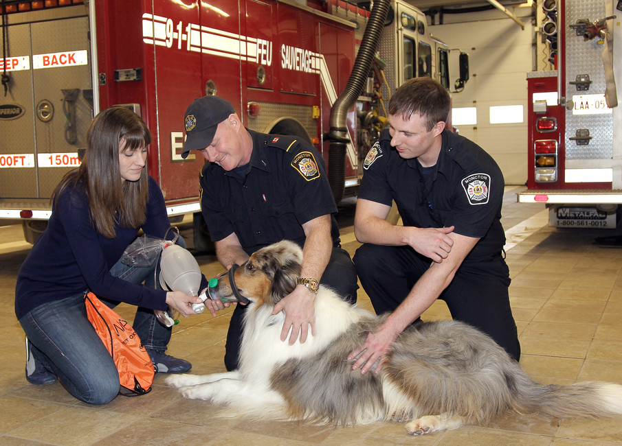 كيف ينقذ رجال الإطفاء الحيوانات من الاختناق؟
