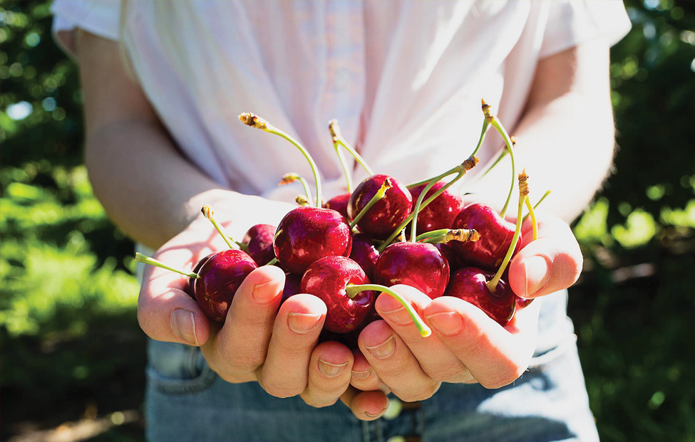 5 surprising health benefits of cherries