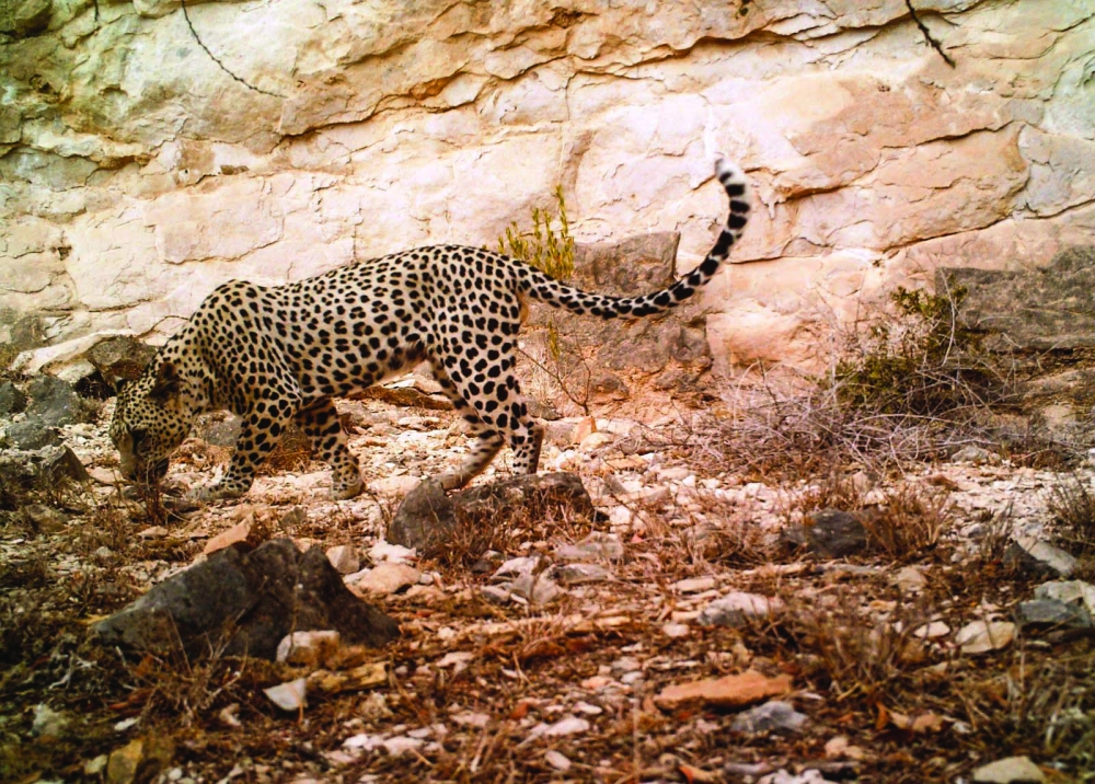 Arabian leopard put on International Union for Conservation of Nature’s Red List