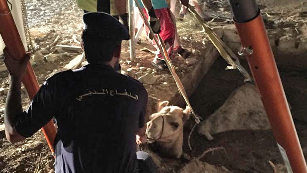 Camel rescued from hole in Oman