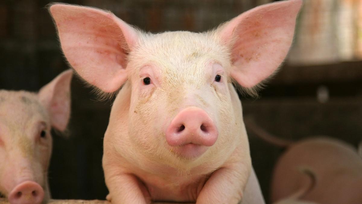 ثورة جديدة في عالم زراعة الأعضاء: قطع غيار بشرية لكن من الخنازير