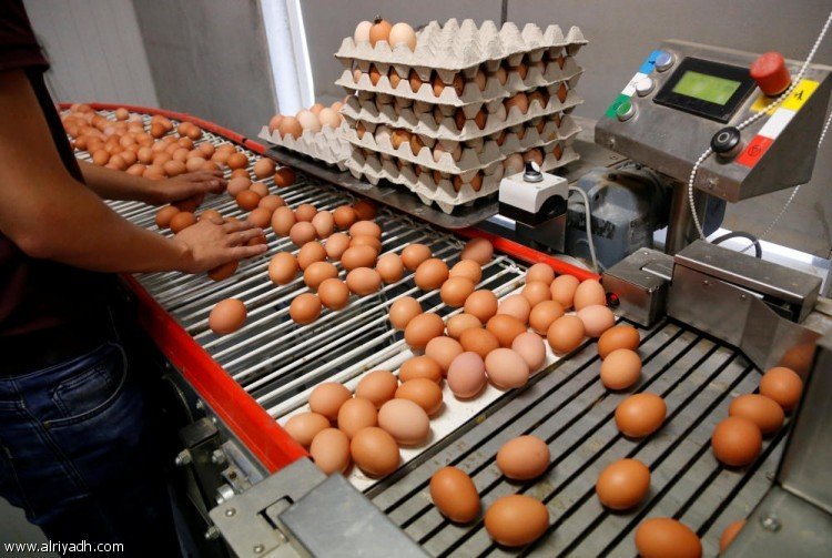 اكتشاف 20 طنا من البيض السائل ملوث بالمبيد وارد من فرنسا